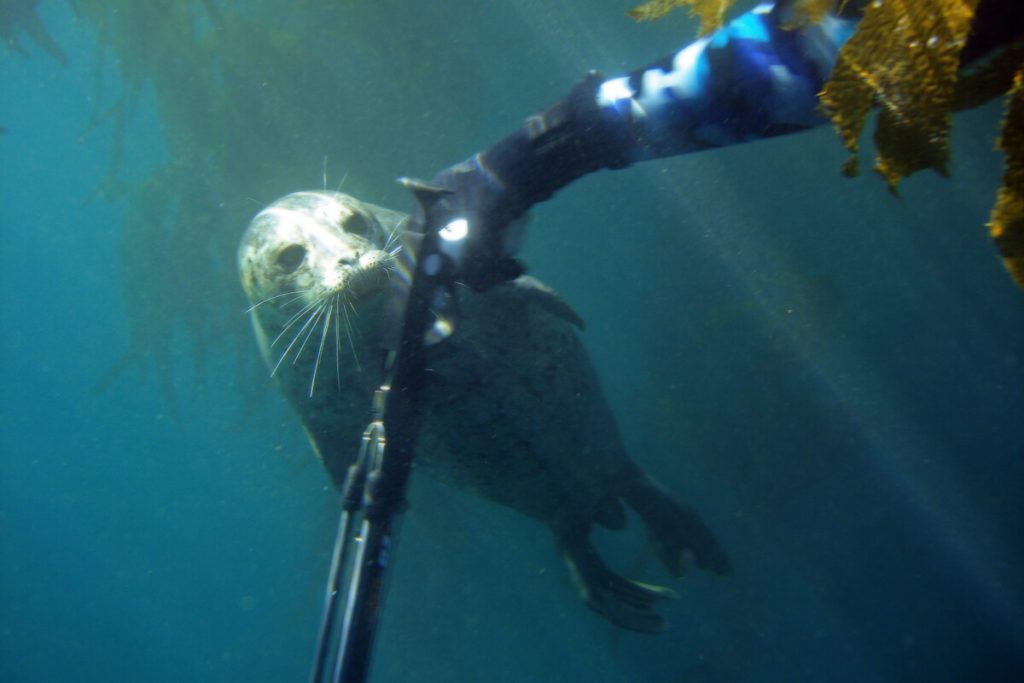 uv jagt udstyr 8 harpun til undervandsjagt